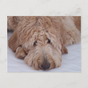 Sad, Lonely, Adorable, & Cute GoldenDoodle Dog Postcard