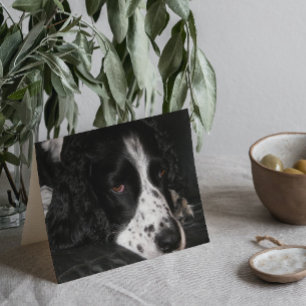 Sad Looking Dog Photo Get Well Card