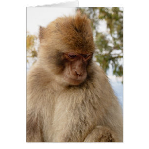 Sad monkey