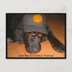 Sad Not Trick or Treating Halloween Postcard