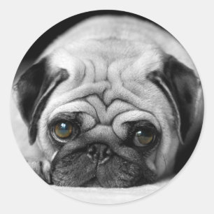 Sad Pug Classic Round Sticker