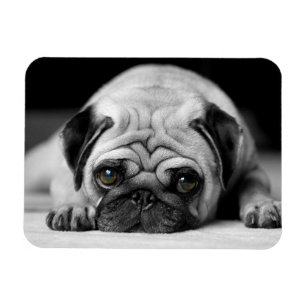 Sad Pug Magnet