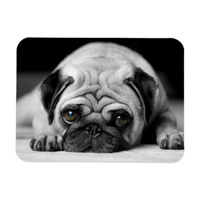 Sad Pug Magnet (Horizontal)