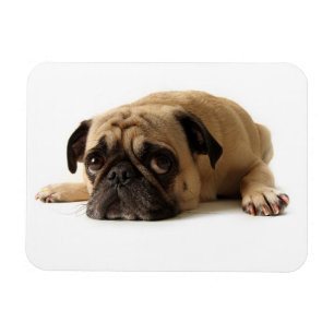 Sad Pug Magnet