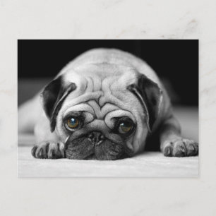 Sad Pug Postcard