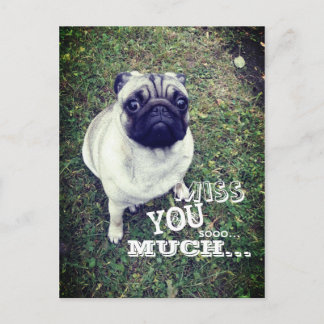 Sad Pug Postcard