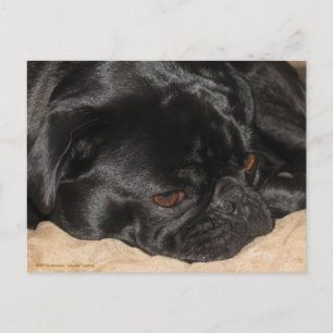 Sad Pug Postcard