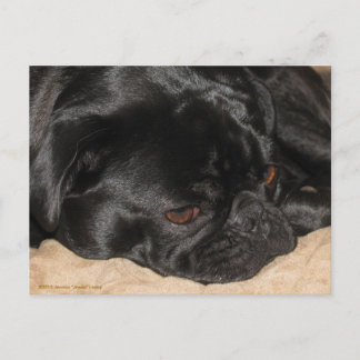 Sad Pug Postcard