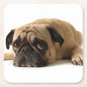 Sad Pug Square Paper Coaster