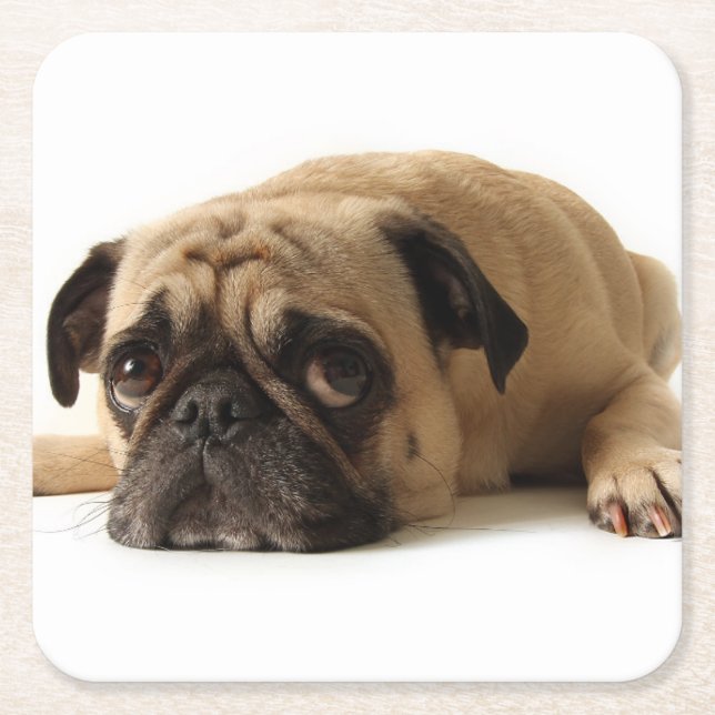 Sad Pug Square Paper Coaster (Front)