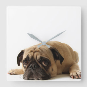 Sad Pug Square Wall Clock