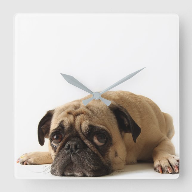 Sad Pug Square Wall Clock (Front)