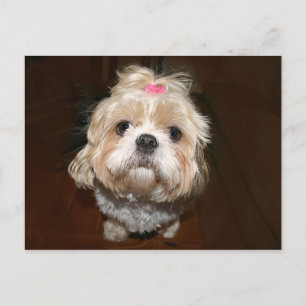 sad shih tzu postcard