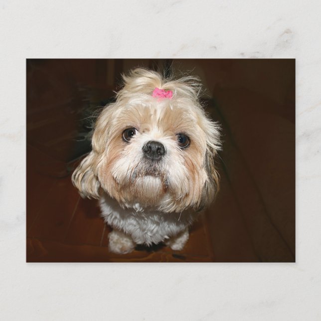 sad shih tzu postcard (Front)