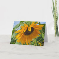 Sad Sunflower