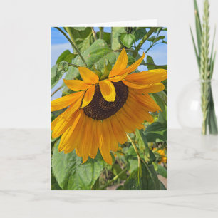 Sad Sunflower  Card
