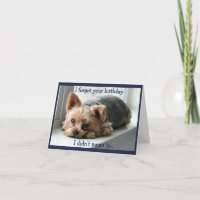 Sad Yorkie Belated Birthday