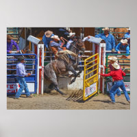 Saddle Bronc Breaking Out of Rodeo Chute w Cowboy