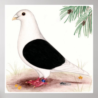 Saddle Homer Pigeon Poster