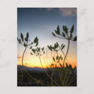 Saddle Rock Sunset Postcard