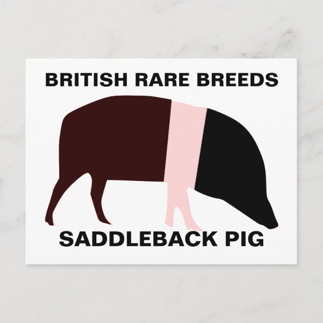Saddleback Pig Customisable Postcard (Front)