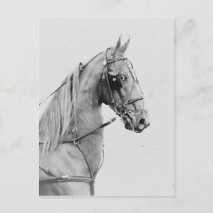 Saddlebred fine harness postcard
