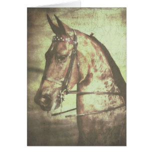 Saddlebred Horse