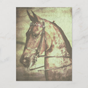 Saddlebred Horse Postcard