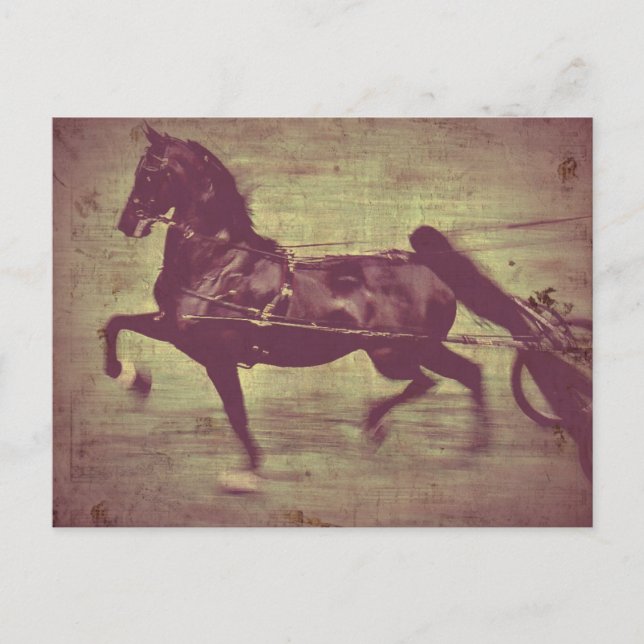 Saddlebred Song Postcard (Front)