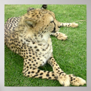 Safari Africa Adorable Cute Cat  Charm Mod Cheetah Poster