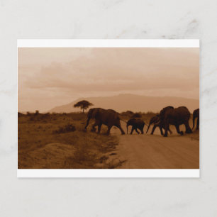 Safari Africa Cute Adorable Destiny Elephant Postcard