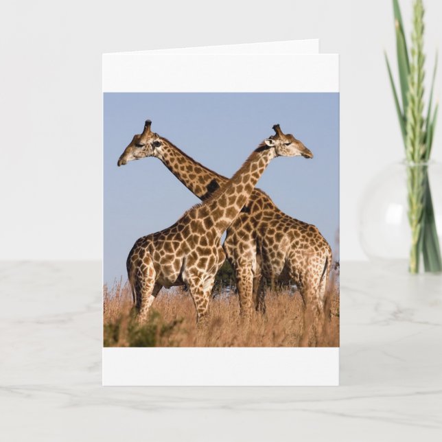 Safari Africa Mod Chic Classy  Destiny Giraffe Card (Front)