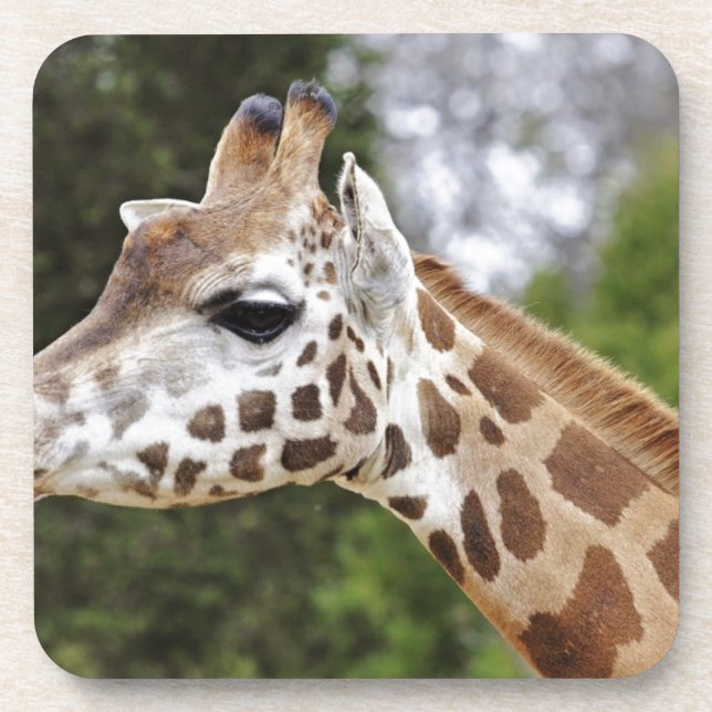 Safari Africa Mod Chic Classy  Destiny Giraffe Coaster (Front)