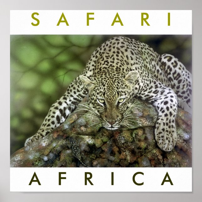 Safari Africa Poster (Front)