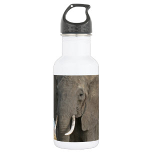 Safari African Jungle Destiny Animals Elephants 532 Ml Water Bottle