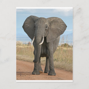 Safari African Jungle Destiny Animals Elephants Postcard