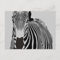safari animal black and white stripes wild Zebra