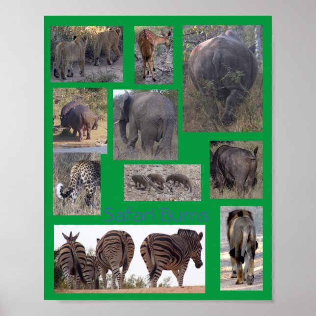 Safari Bums Poster (Front)