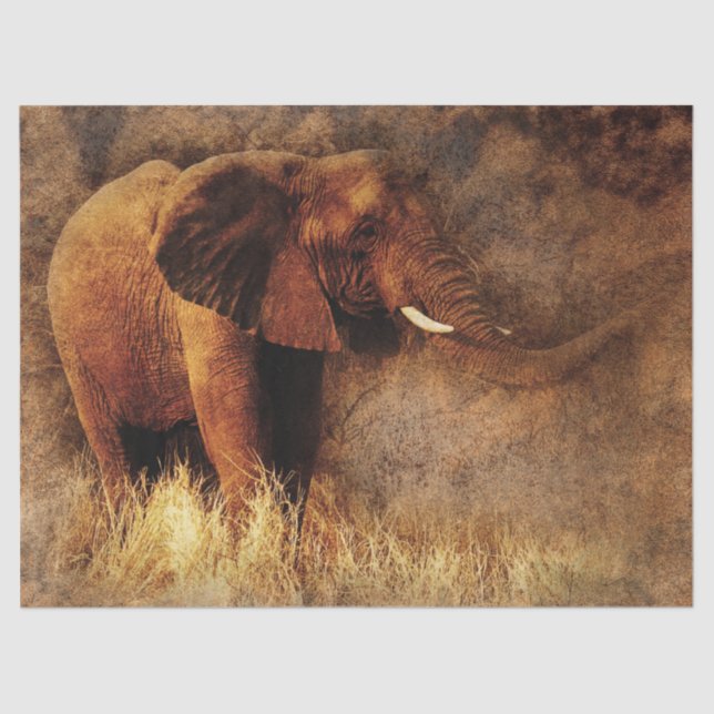 safari elephant tissue paper (Front)