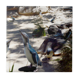 Safe Haven: Fairy Penguin Paradise, Tile