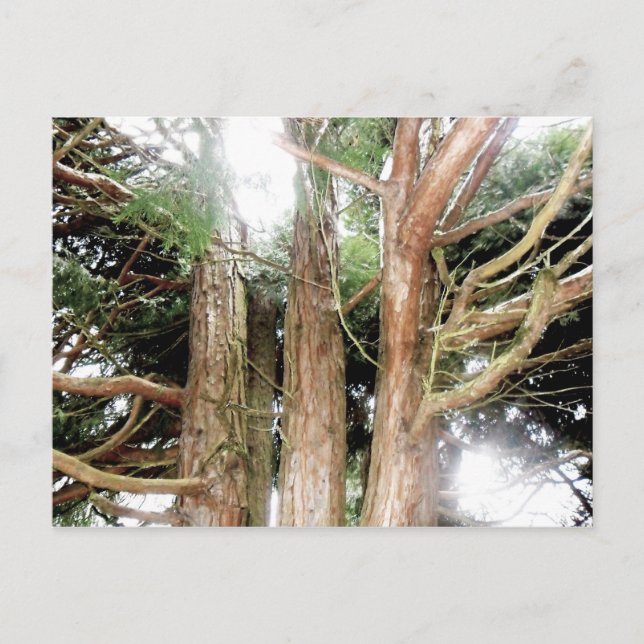 safety found postcard (Front)