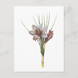 saffron crocus(Crocus sativus) by Redouté Postcard