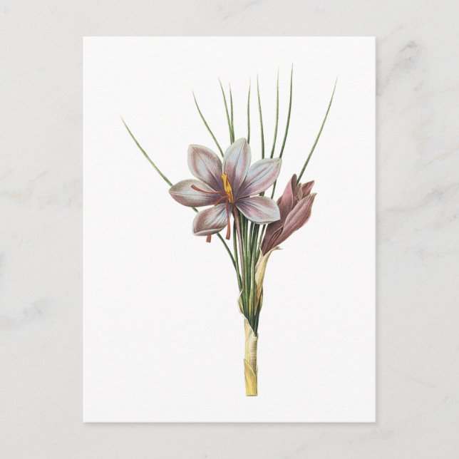 saffron crocus(Crocus sativus) by Redouté Postcard (Front)