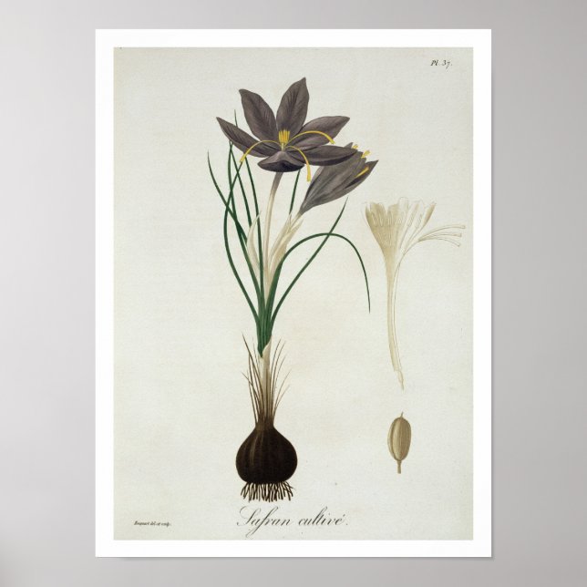 Saffron Crocus from 'Phytographie Medicale' by Jos Poster (Front)