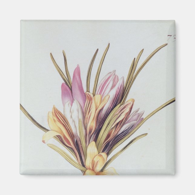 Saffron or Crocus, from 'La Guirlande de Julie' Magnet (Front)
