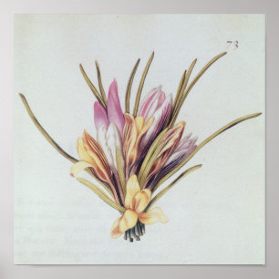 Saffron or Crocus, from 'La Guirlande de Julie' Poster