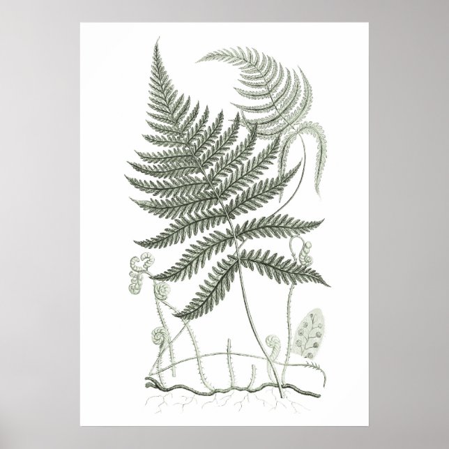 Sage Green Fern Print no. 9 Botanical Wall Art (Front)