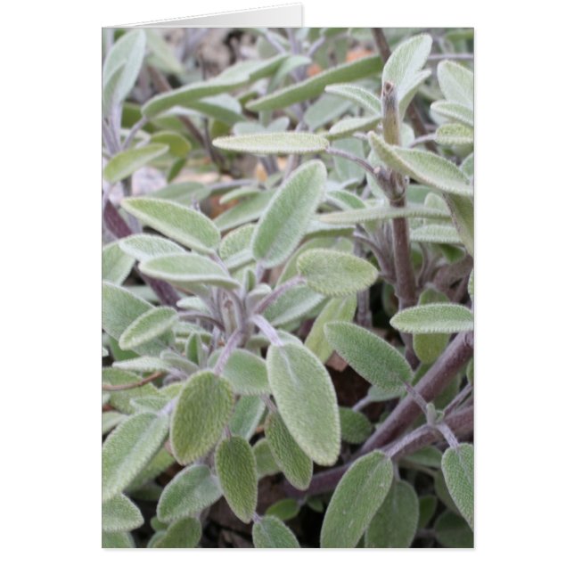 Sage greeting card (Front)