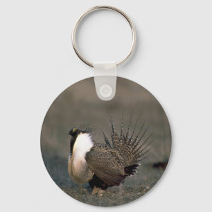 Sage grouse strutting key ring