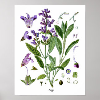 Sage Herb Botanical Kitchen Dining Wall Decor